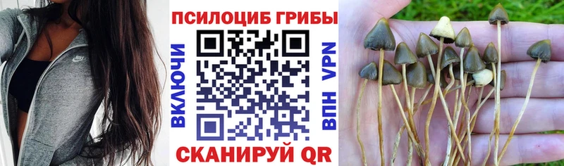 Галлюциногенные грибы Psilocybe  где продают   kraken зеркало  Шахунья 